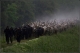 Заметки о Венгрии. Переход серых коров по мосту через Тису