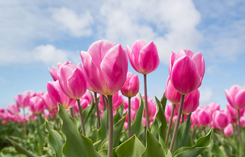 Тюльпановые плантации Венгрии. Весенний сбор тюльпанов. Тюльпановые поля возле озера Балатон.