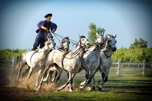 онное шоу на венгерском хуторе — яркие красочные номера, в которых принимают участие ловкие наездники и грациозные лошади.