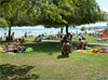   .  (Balaton) -    