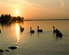   .  (Balaton) -    