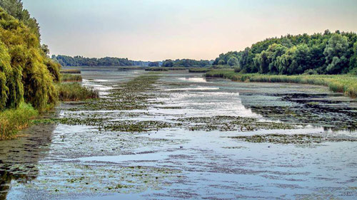 Заметки о Венгрии. Малый Балатон (Kis Balaton). Отдых и лечение, лечение ревматизм, малый Балатон, перелетные птицы, заповедник, экскурсии на русском, западная Венгрия, дикие гуси, экотуризм, экскурсия из Хевиза, Водоплавающие птицы