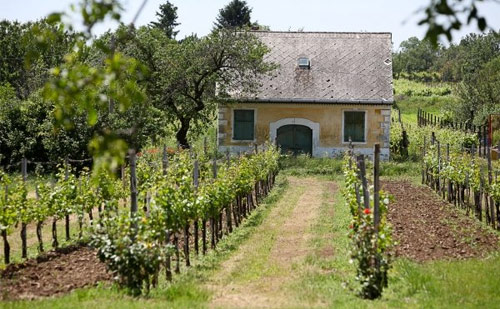 Групповая экскурсия: Киностудия Корда (Европейский голливуд) и винный регион Этьек. Экскурсия из Будапешта на русском языке