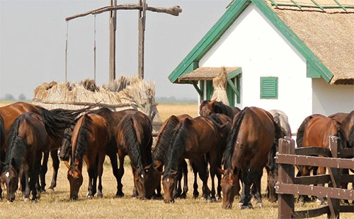 Поездка в национальный парк Хоробадь. Конное шоу. Групповая экскурсия на русском языке